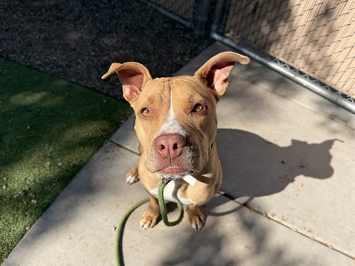 KIWI - American Pit Bull Terrier available for adoption