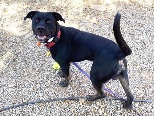 MOONLIGHT - American Pit Bull Terrier available for adoption