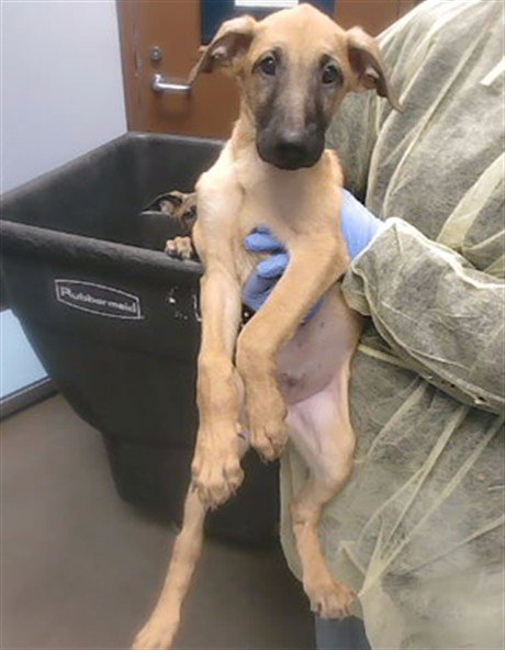 CASSIAN - Belgian Shepherd Malinois available for adoption