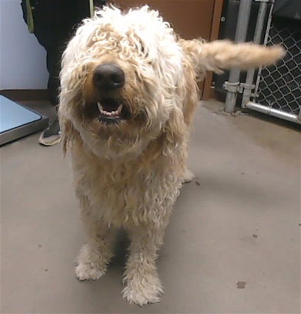 SURF - Poodle (Standard) available for adoption