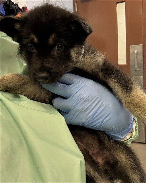 SLOTH - German Shepherd Dog available for adoption