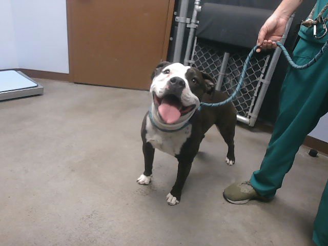 SPEEDY - American Pit Bull Terrier available for adoption