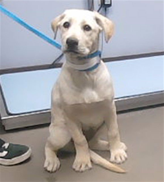 WINTER - German Shepherd Dog available for adoption