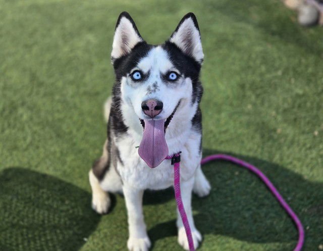 YSERA - Siberian Husky available for adoption
