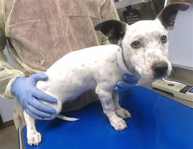 BONK - Chihuahua available for adoption