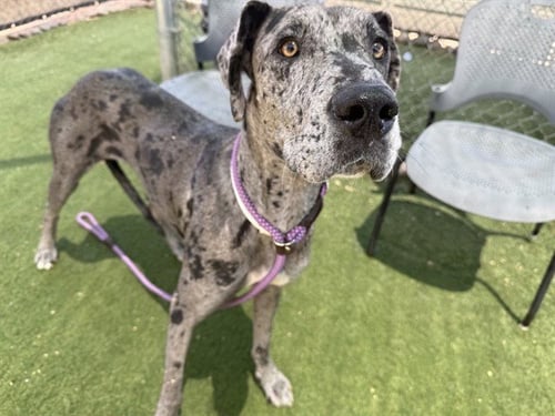TANGERINE - Great Dane available for adoption