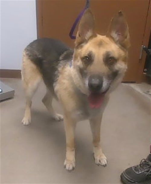 ZEUS - German Shepherd Dog available for adoption