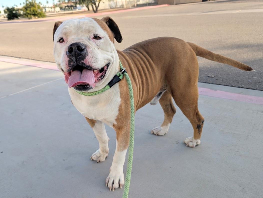 BUDDY - American Pit Bull Terrier available for adoption