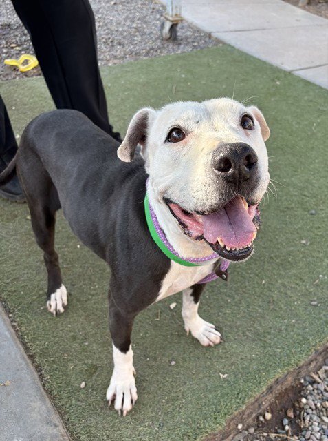 ELEANOR - American Pit Bull Terrier available for adoption