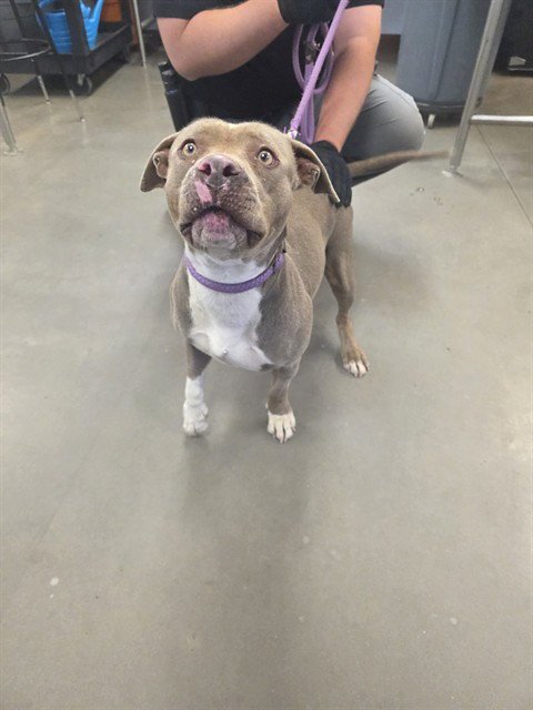 CROISSANT - American Pit Bull Terrier available for adoption