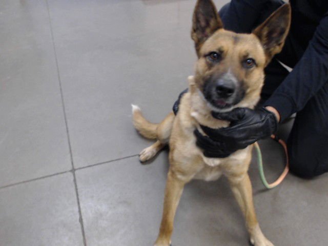 STARBUCKS - German Shepherd Dog available for adoption