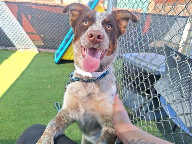 BEANS - Australian Cattle Dog/Blue Heeler available for adoption