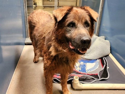 HOLLAND - Chow Chow available for adoption