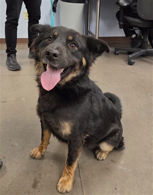 TONES - Australian Shepherd / Chow Chow available for adoption