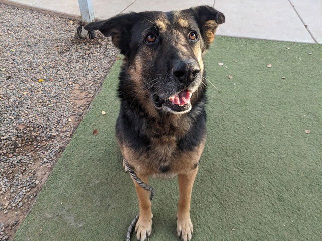 CEDRIC - German Shepherd Dog available for adoption