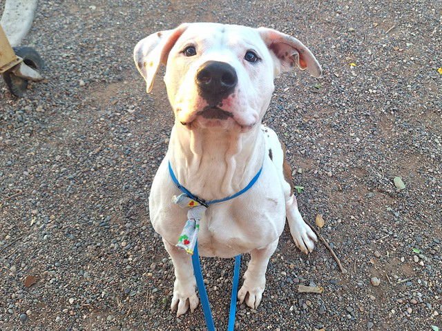 SHELDON - American Pit Bull Terrier available for adoption