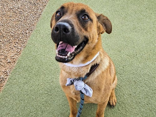 ERIN - German Shepherd Dog / American Pit Bull Terrier available for adoption