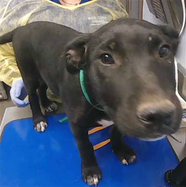 ROSIE - American Pit Bull Terrier available for adoption