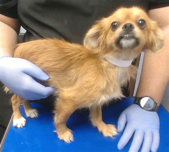 SUGAR - Chihuahua / Pug available for adoption