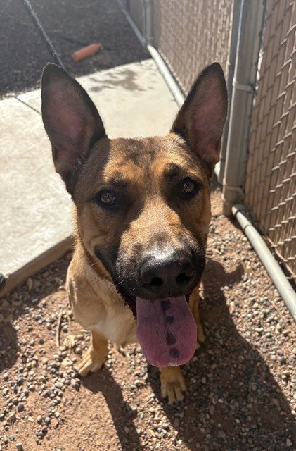 DUTCH - German Shepherd Dog available for adoption