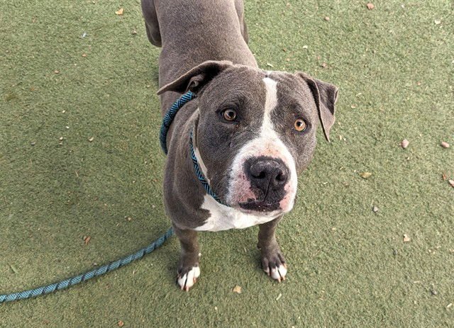 CLEMENTINE - American Pit Bull Terrier available for adoption