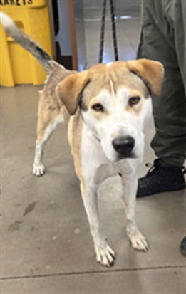 BURGER - Siberian Husky / Labrador Retriever available for adoption