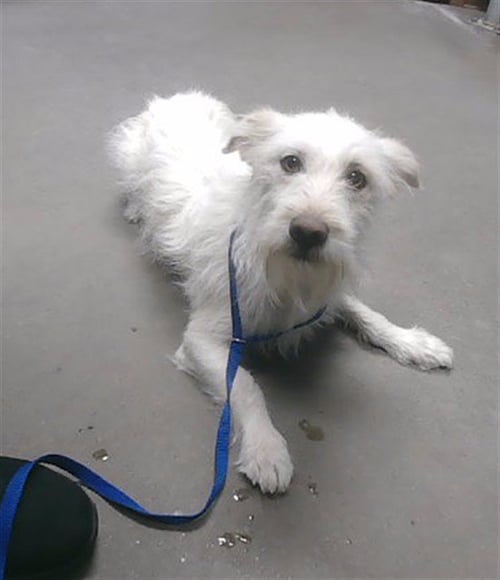 CERBEUS - Rat Terrier available for adoption