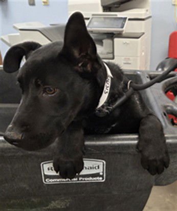 BATMAN - Labrador Retriever available for adoption