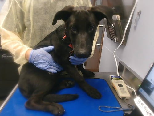 FLORENCE - Labrador Retriever available for adoption