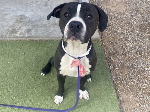 BUMBLE BEE - American Pit Bull Terrier available for adoption