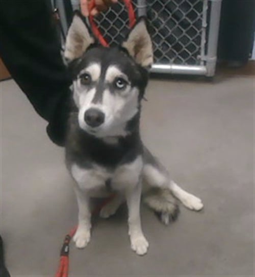 IGLOO - Husky available for adoption