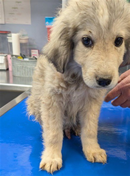 A5165166 - Great Pyrenees available for adoption
