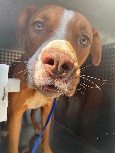 PEPPERONI - American Pit Bull Terrier available for adoption
