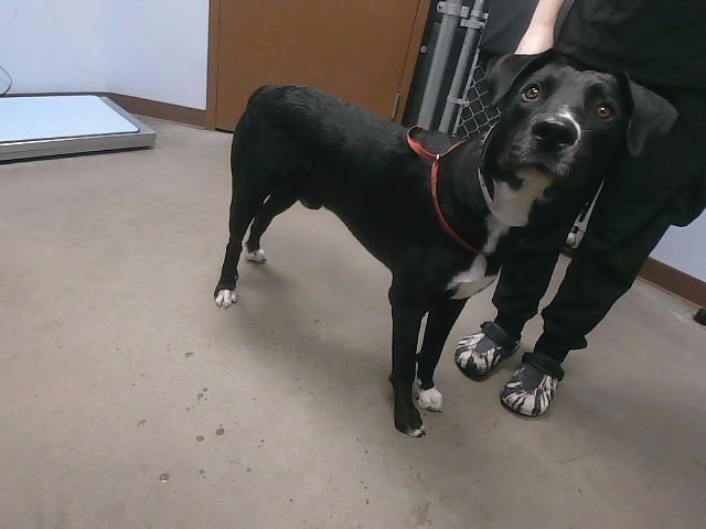 RIVER - Labrador Retriever available for adoption