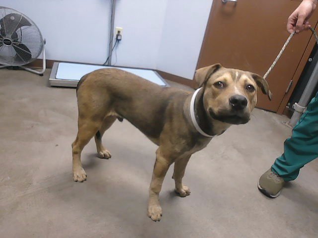 ANDY - German Shepherd Dog available for adoption