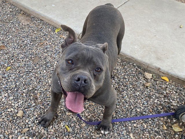 FEA - American Pit Bull Terrier available for adoption