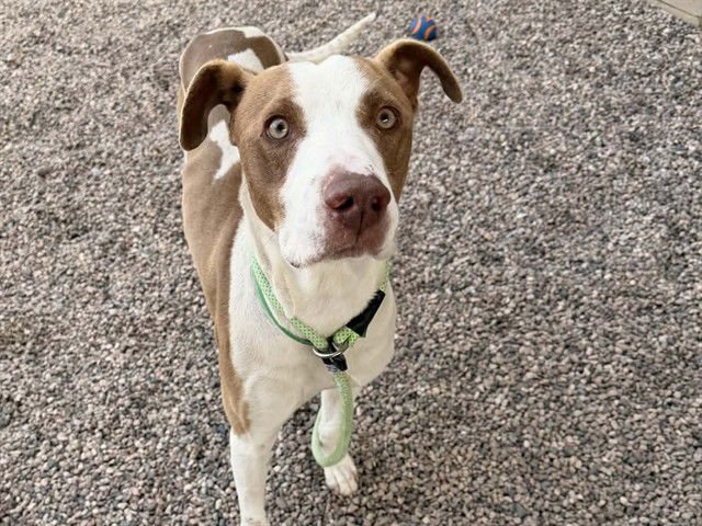 ALADDIN - Pointer available for adoption