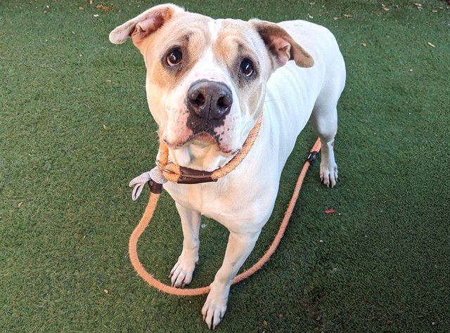 MAGGIE - American Pit Bull Terrier available for adoption