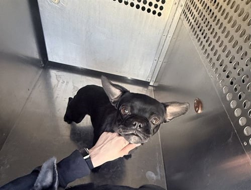 PIXY STIX - French Bulldog available for adoption