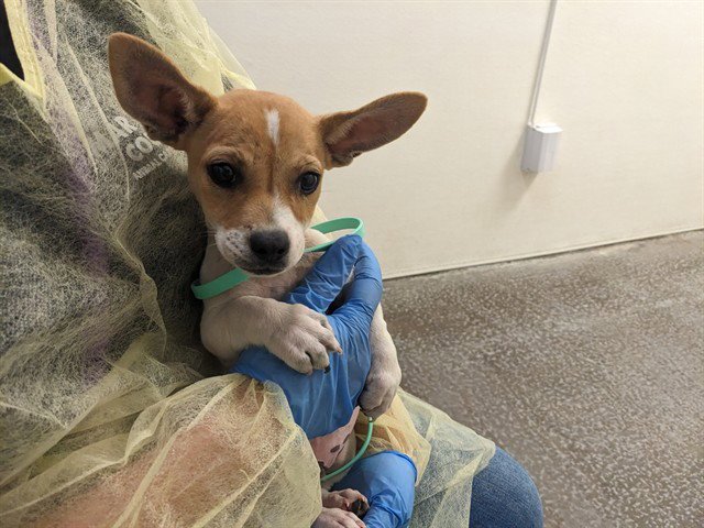 DINGO Image