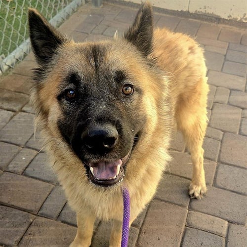IAGO - German Shepherd Dog / Chow Chow available for adoption
