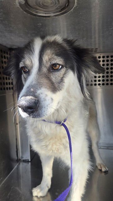 CHAMPAGNE - Australian Shepherd available for adoption