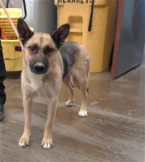 KINSLEY - German Shepherd Dog available for adoption