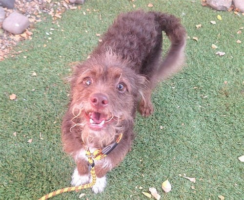 LOUIS - Welsh Terrier available for adoption