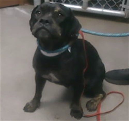 SCRUNCHIE - American Pit Bull Terrier available for adoption