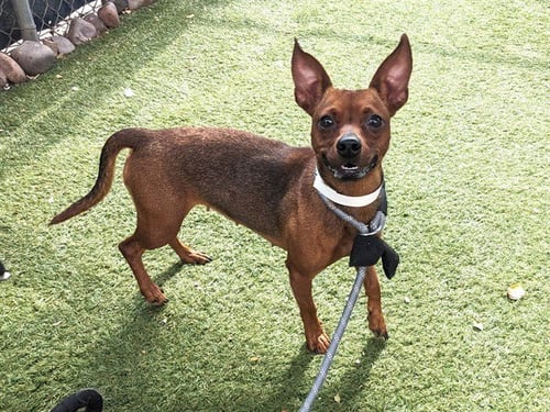 PIXIE - Chihuahua available for adoption