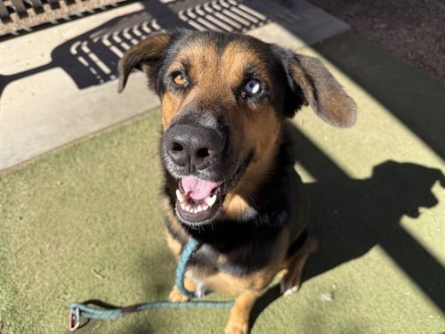 BARRY - German Shepherd Dog available for adoption