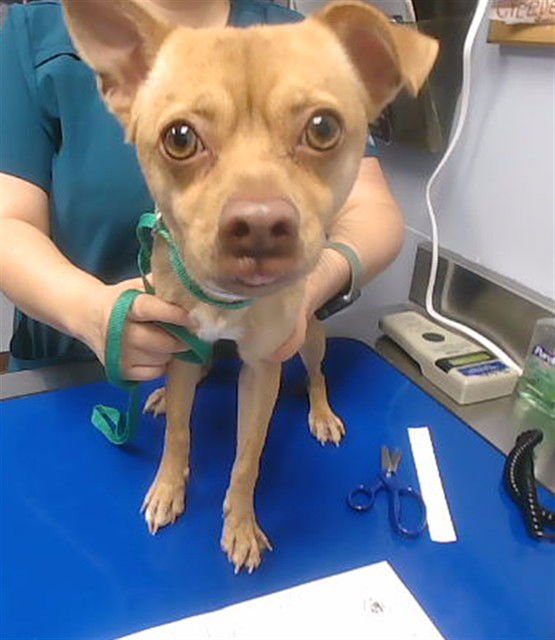 BANANA - Chihuahua available for adoption