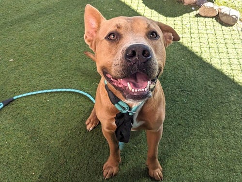 KOI - American Pit Bull Terrier available for adoption