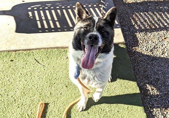 APOLO - Akita available for adoption